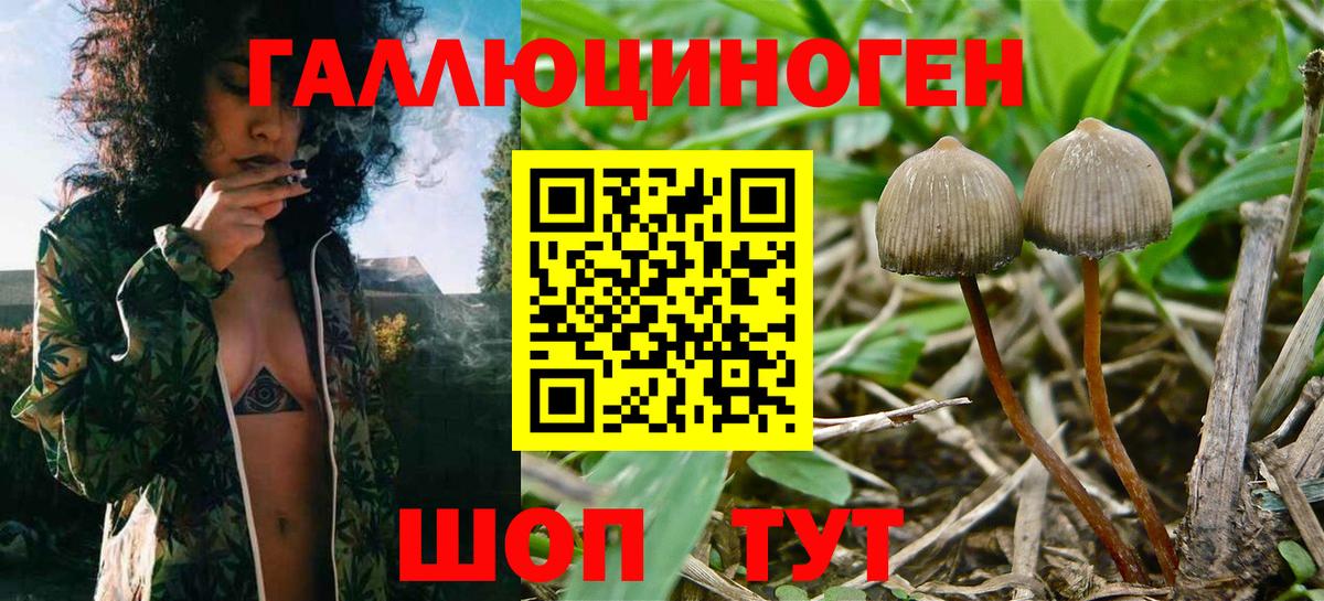 Кизилюрт  Псилоцибиновые грибы Magic Shrooms  где найти   Вход с VPN 